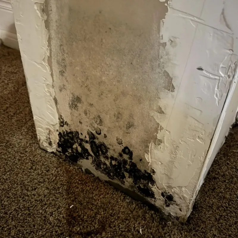 Professional Mold Removal in Conneaut, OH